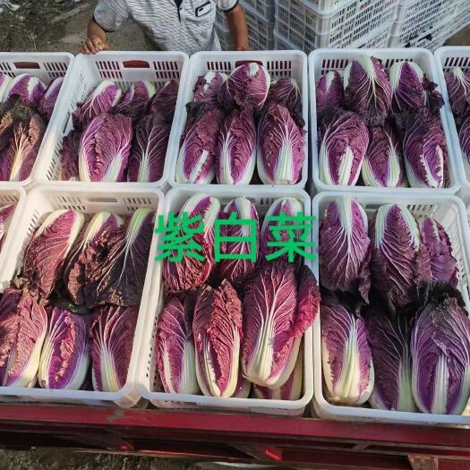 昆明紫白菜