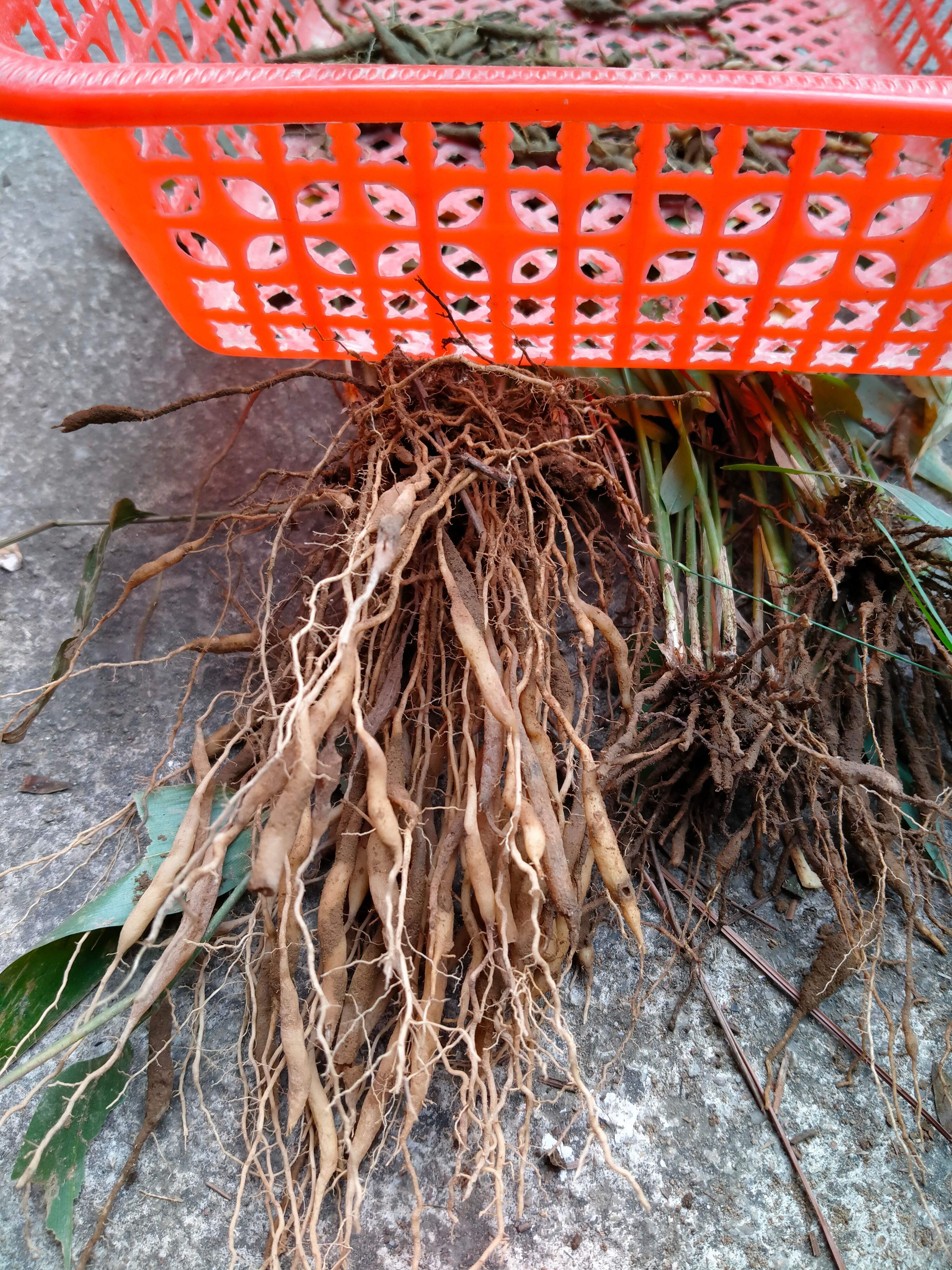 麦冬鲜货  现卖现采挖   质量保证