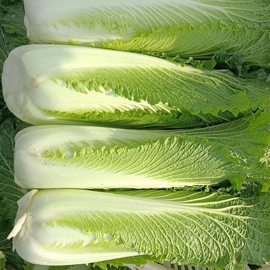 绍菜，火统菜，竹筒白，长菜
