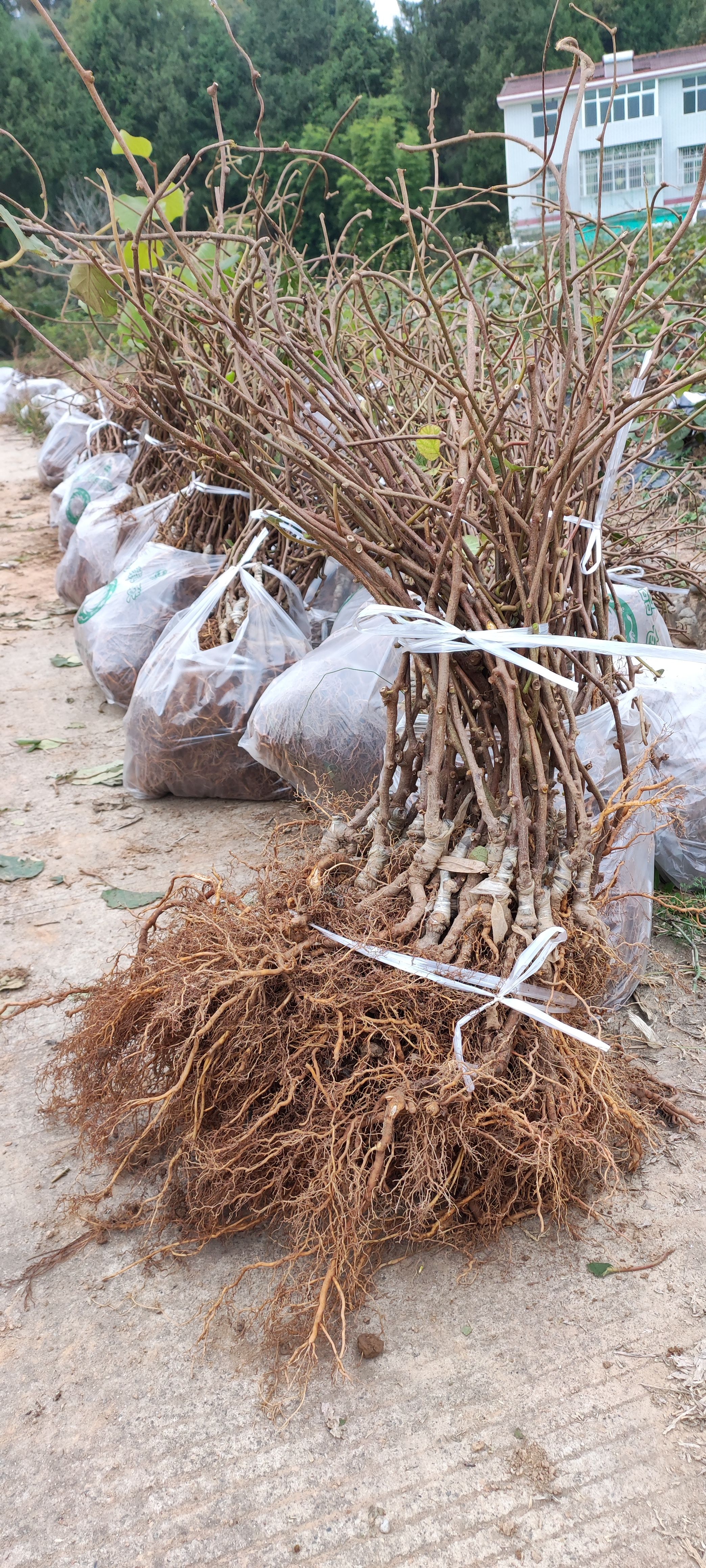翠香猕猴桃苗 包邮 嫁接苗 原产地基地低价批发 品种保证