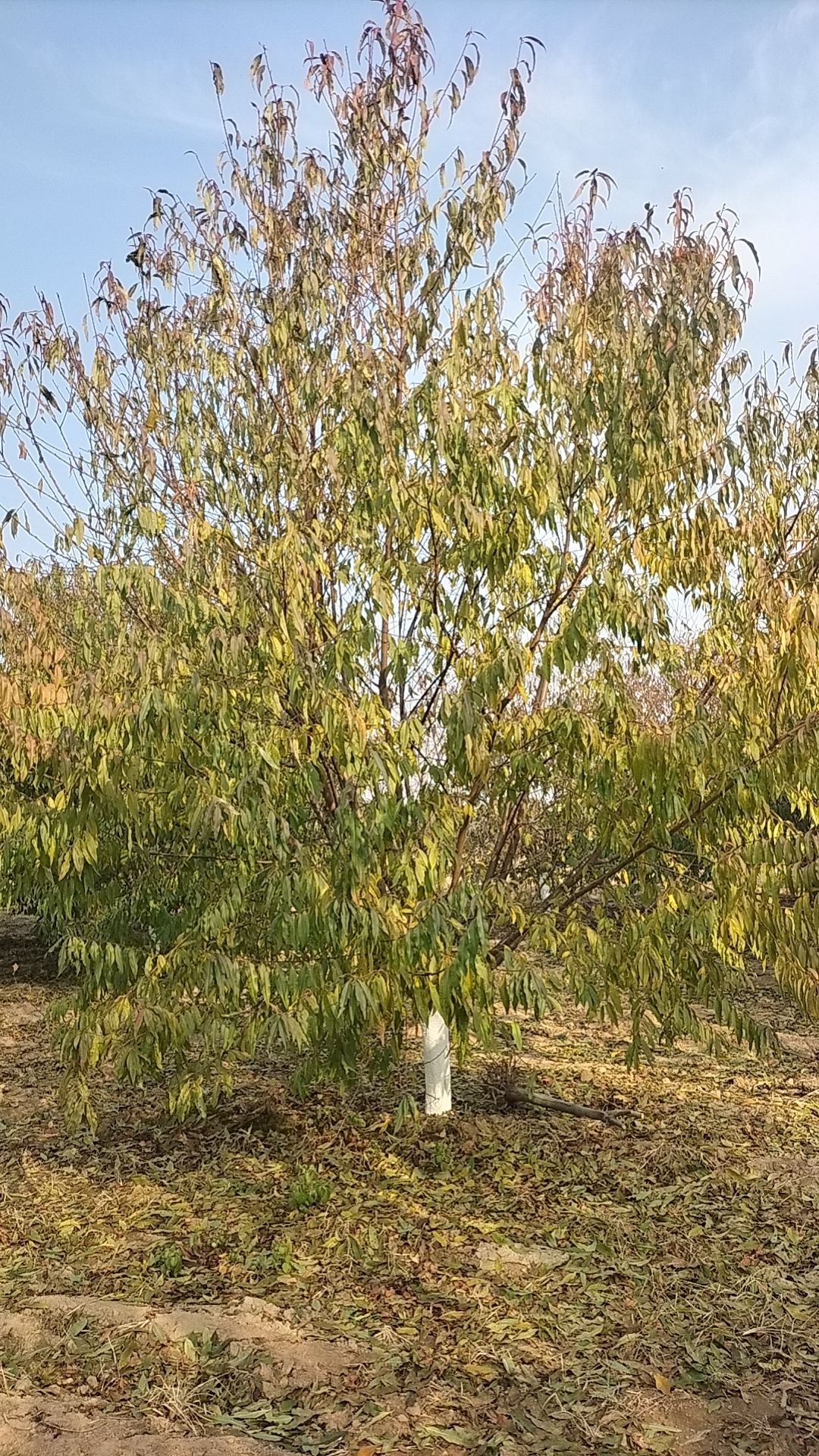 江西碧桃乔木规格齐全，1到20公分碧桃量大从优，产地直发