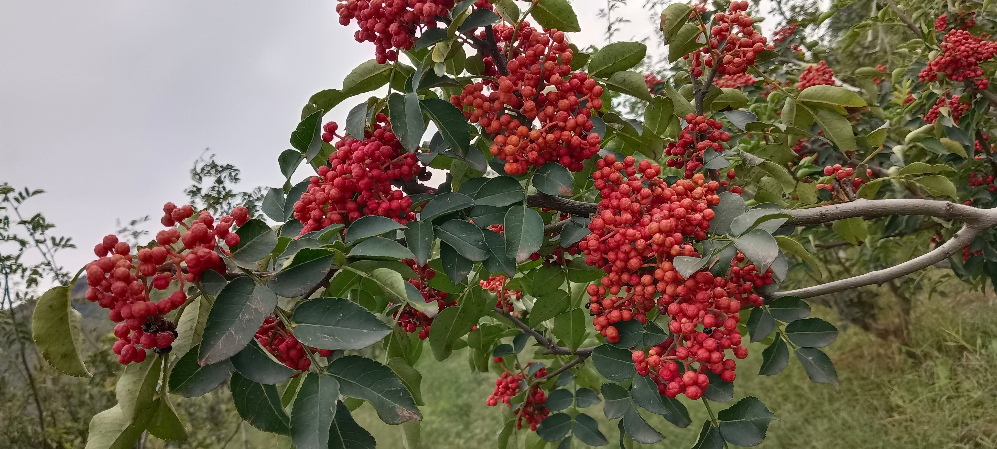 无刺大红袍花椒花椒苗，保证无刺