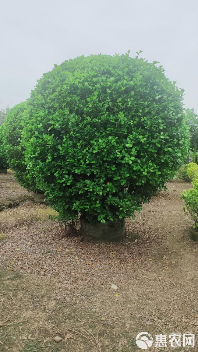 广东造型多叉球形火山榕，常绿苗木质量上优，欢迎订购