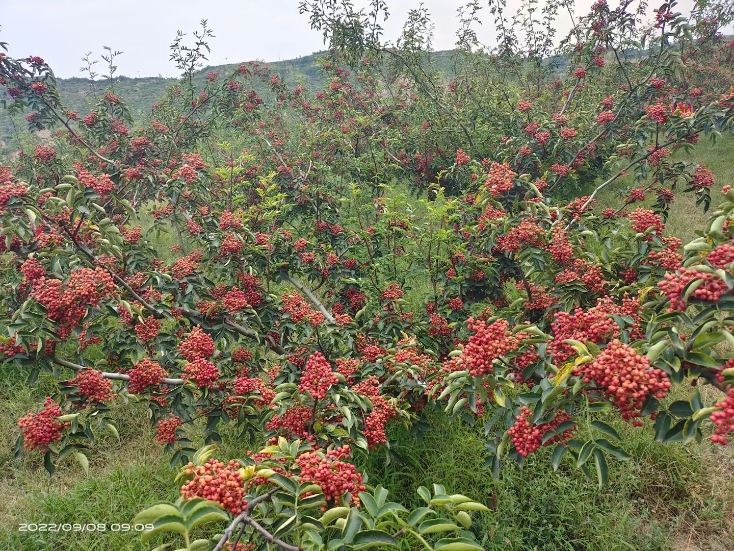 无刺大红袍花椒花椒苗，保证无刺