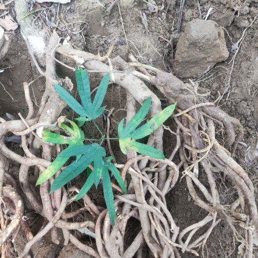 阳西县山上下来的货， 新鲜靓货