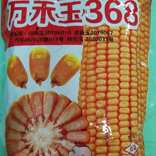 黄包谷饲料包谷