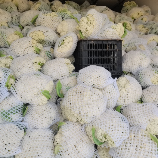玉溪白花菜花