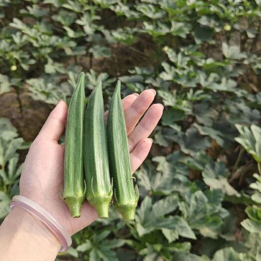 莱阳市晶葵16号水果秋葵种子