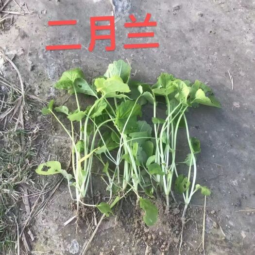二月兰