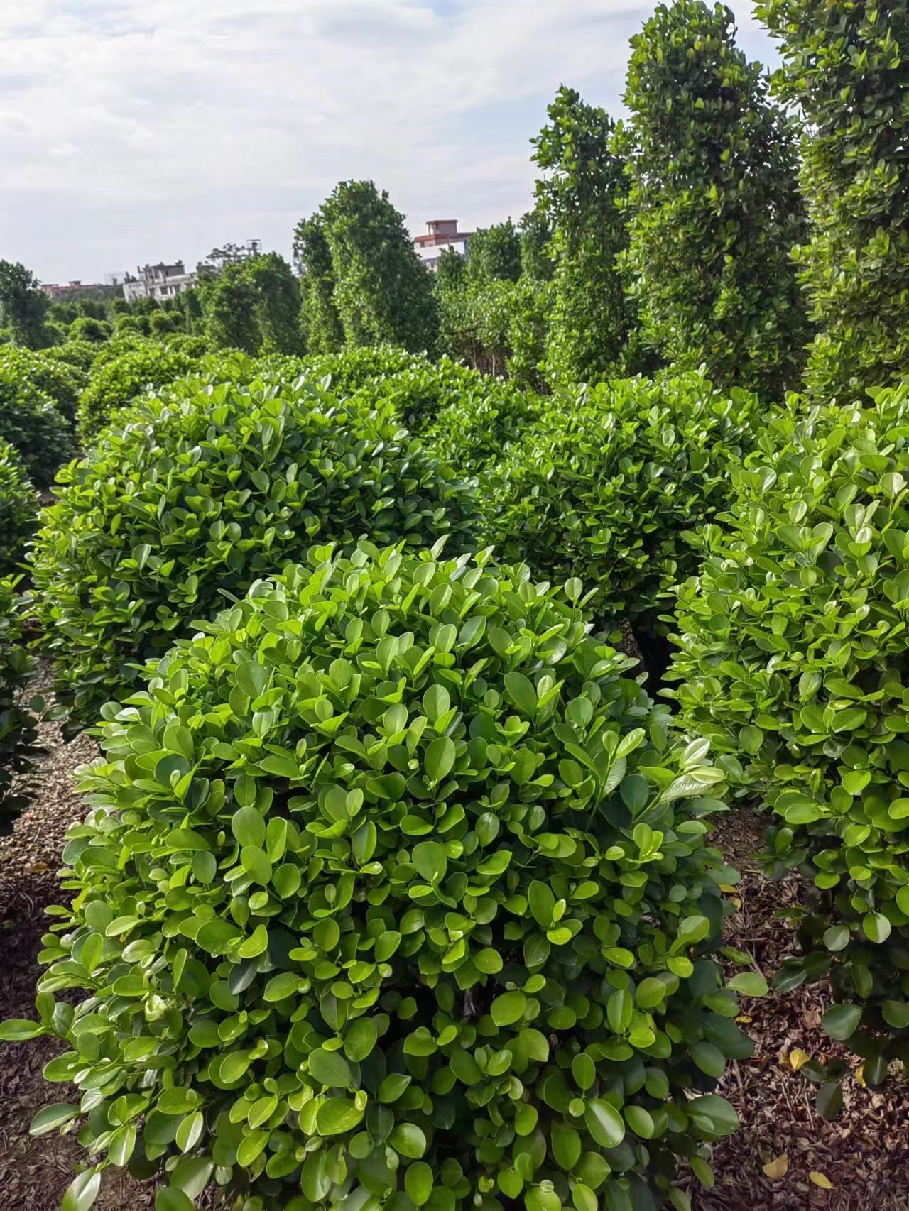 广东造型多叉球形火山榕，常绿苗木质量上优，欢迎订购