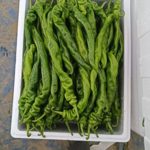 费县精品螺丝椒大量上市，量大货源充足对接电商超市商场实力代收代发