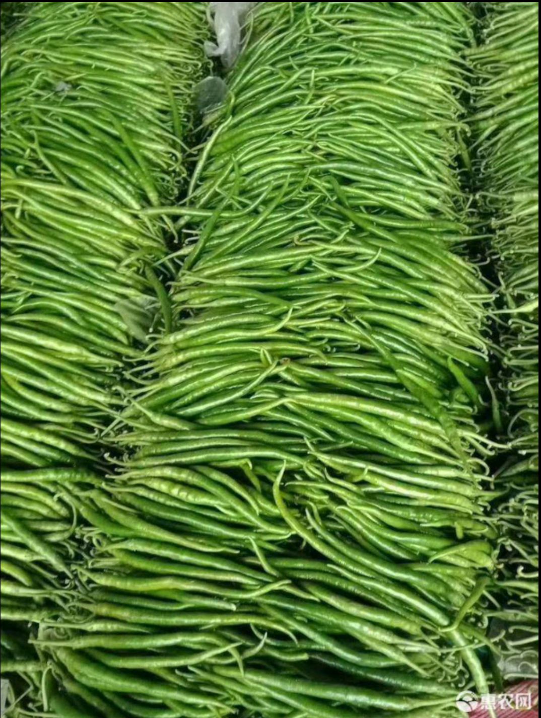 线椒大量上市，对接电商平台超市商场，实力代收代发全国各地