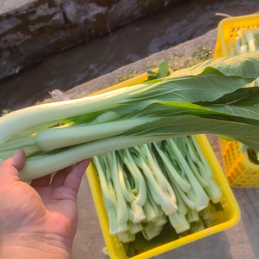 连州市连州菜心