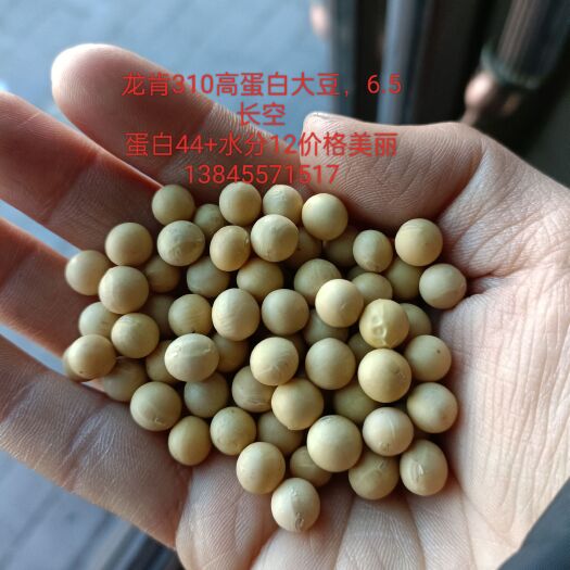 绥棱县出售龙肯310高蛋白大粒，4层塔选蛋白44+，水分12