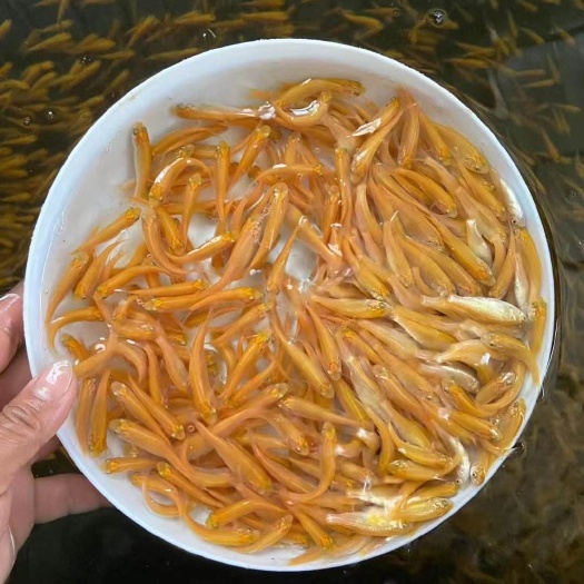 广州俄罗斯金丝草鱼苗、金丝草鲩鱼苗/塘口一手货源