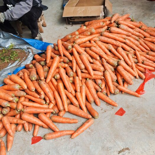 孟州市水果胡萝卜