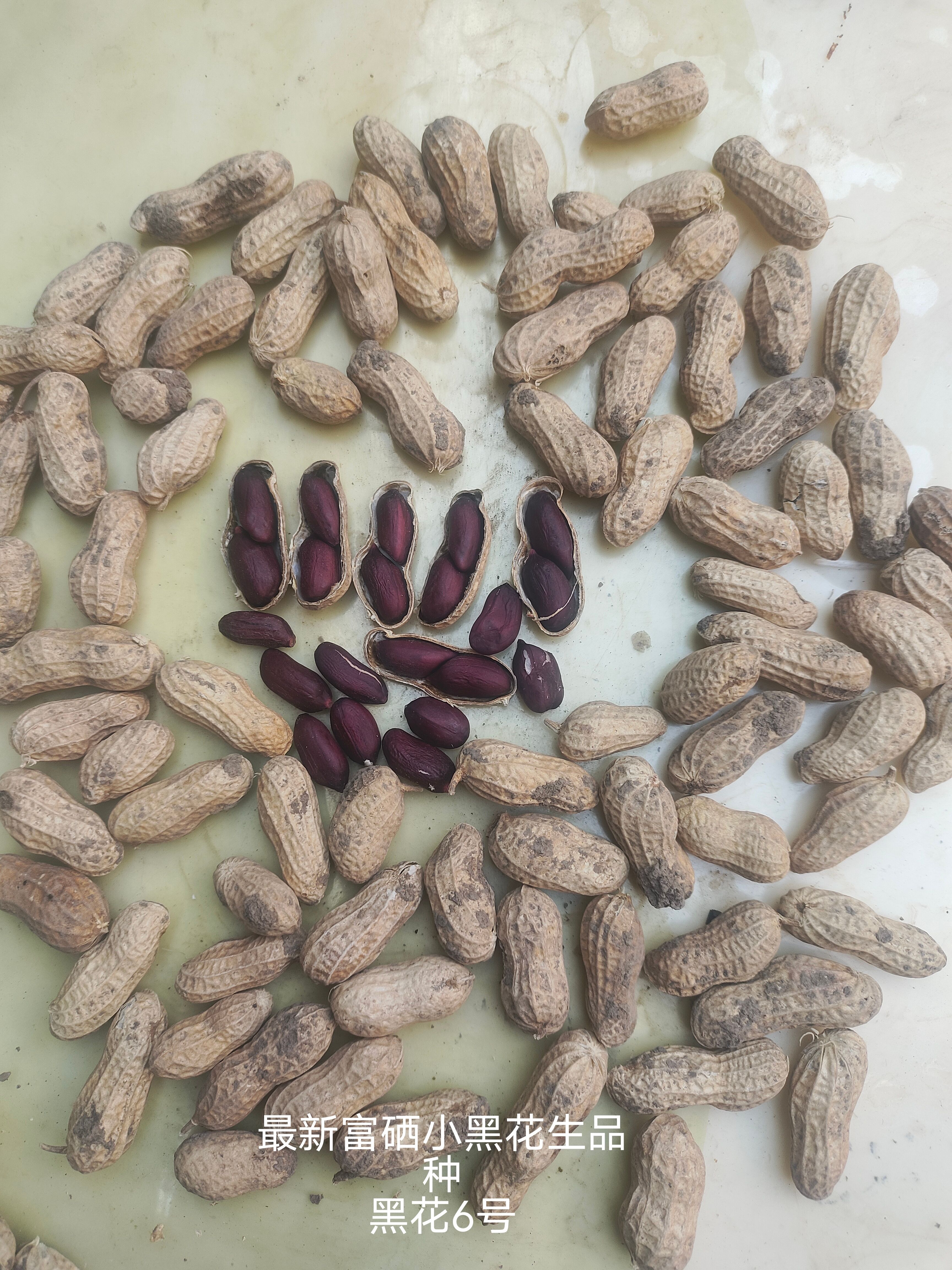 花育系列大花生新品种