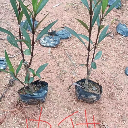 漳州紫花翠芦莉小袋
