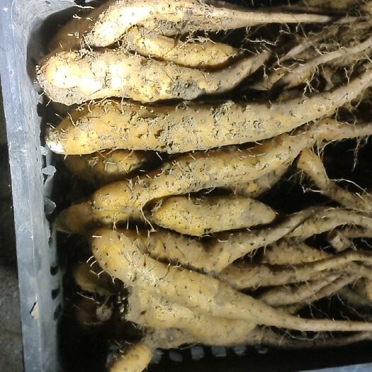 沂水县白玉山药嘴子自产自销