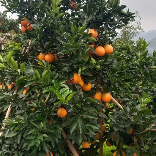 保靖县纽荷尔脐橙