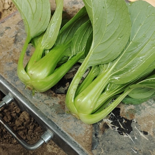 中江县小油菜上海青