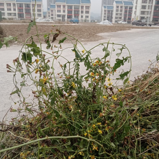大方县千里光