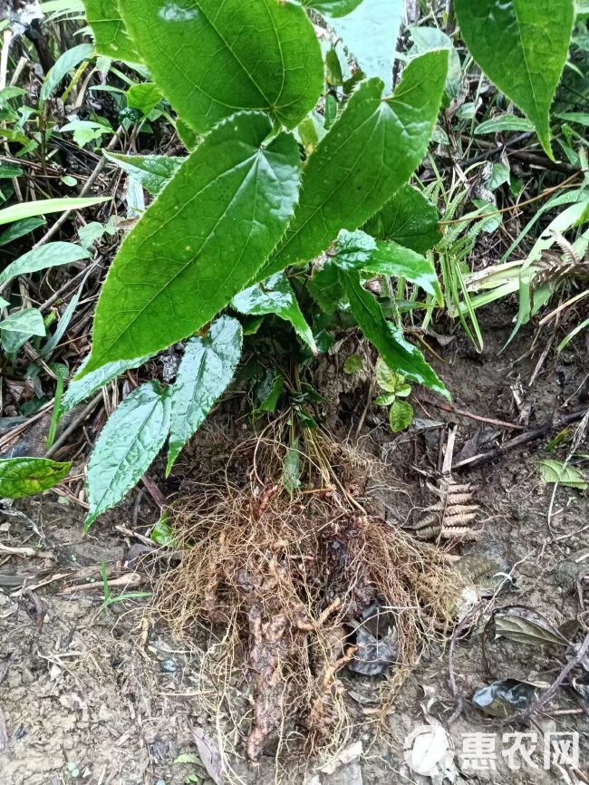 苗寨深山老林箭叶淫羊藿干品