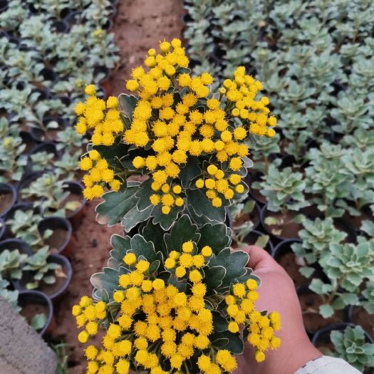 青州市亚菊种植基地，双色盆亚菊，亚菊工程苗