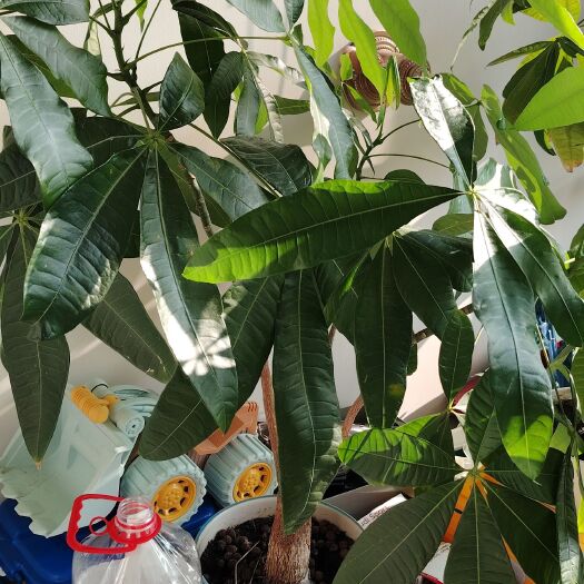 沈阳发财树