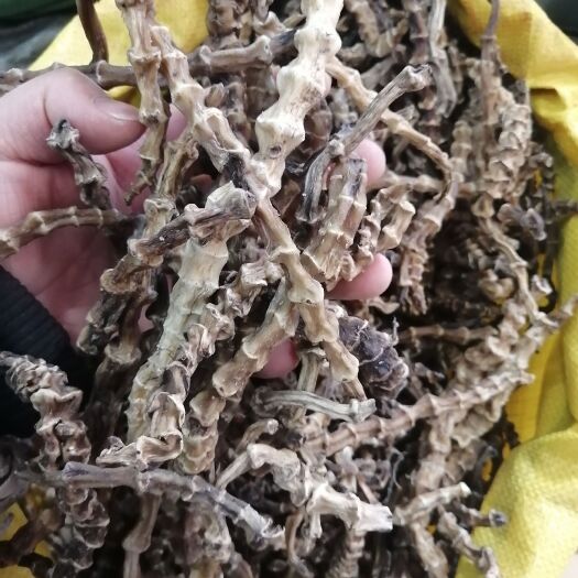 昆明地参 虫草参 云南地参产地货大货批发