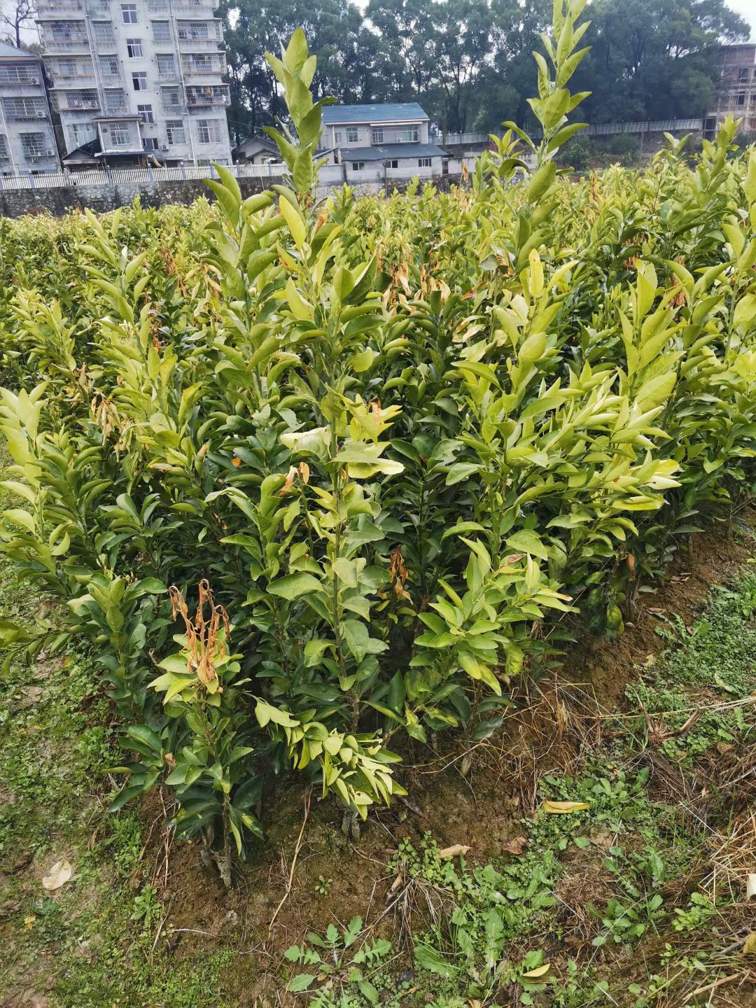 阳光一号桔柚苗