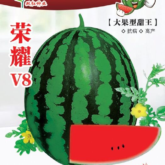 新民市大果型甜王品种荣耀V8甜王西瓜种子