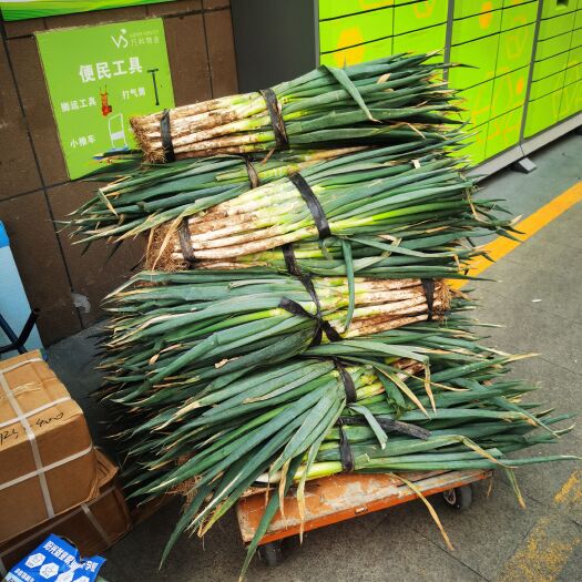 平度市铁杆大