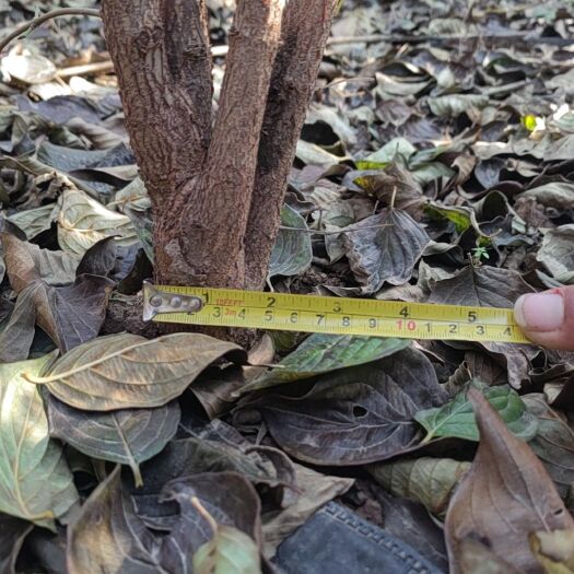 卢氏县精品山茱萸苗3-5公分，基地自产直销