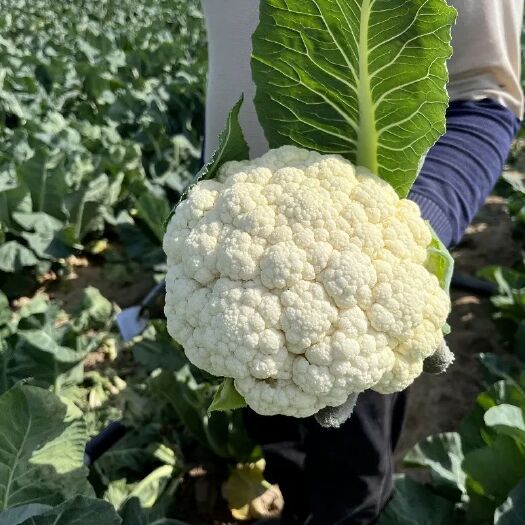 横州市广西松花菜 白花菜全国代发一条龙服务