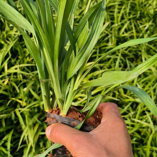 吉祥草