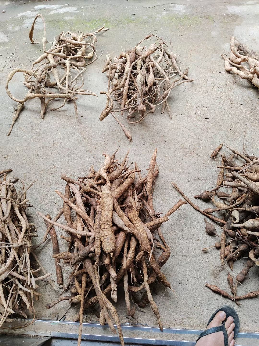 深山老林牛大力