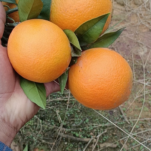 全州县纽荷尔脐橙大量上市