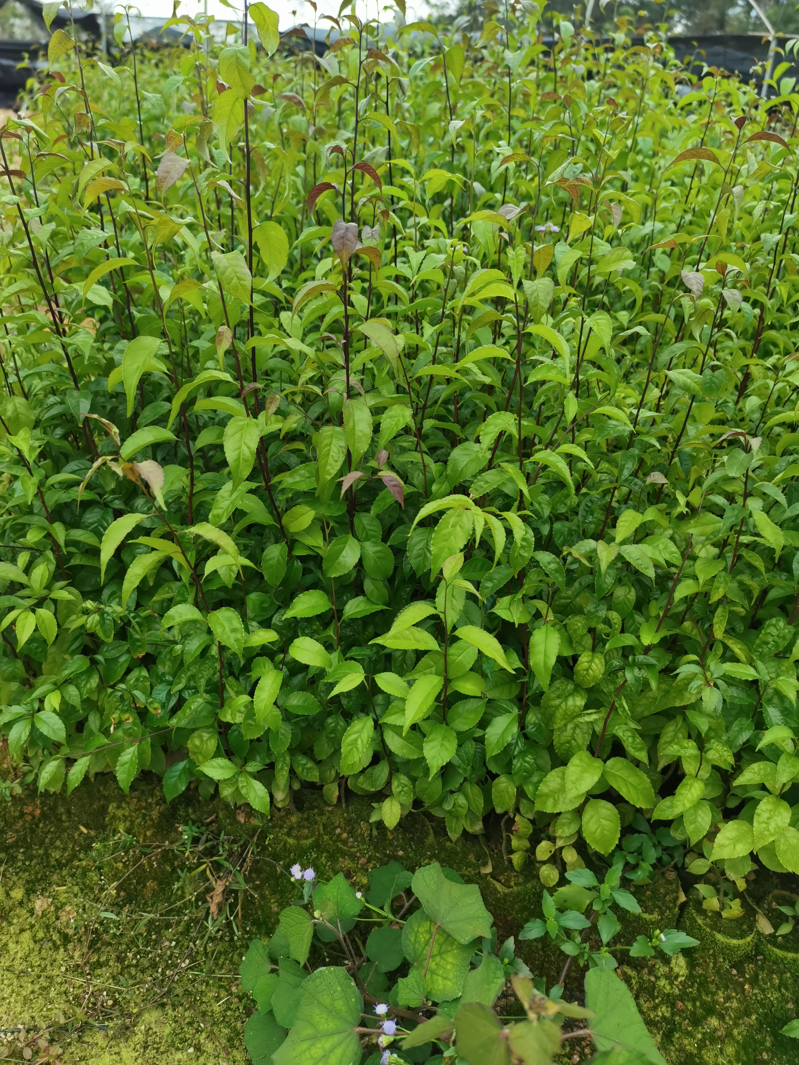 中药材岗梅根苗 钦州发货 新鲜健康 种植无忧 宝马农场推荐