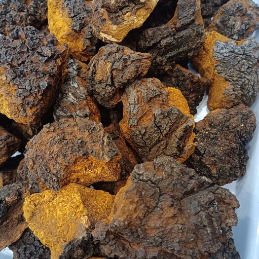 成都桦树茸