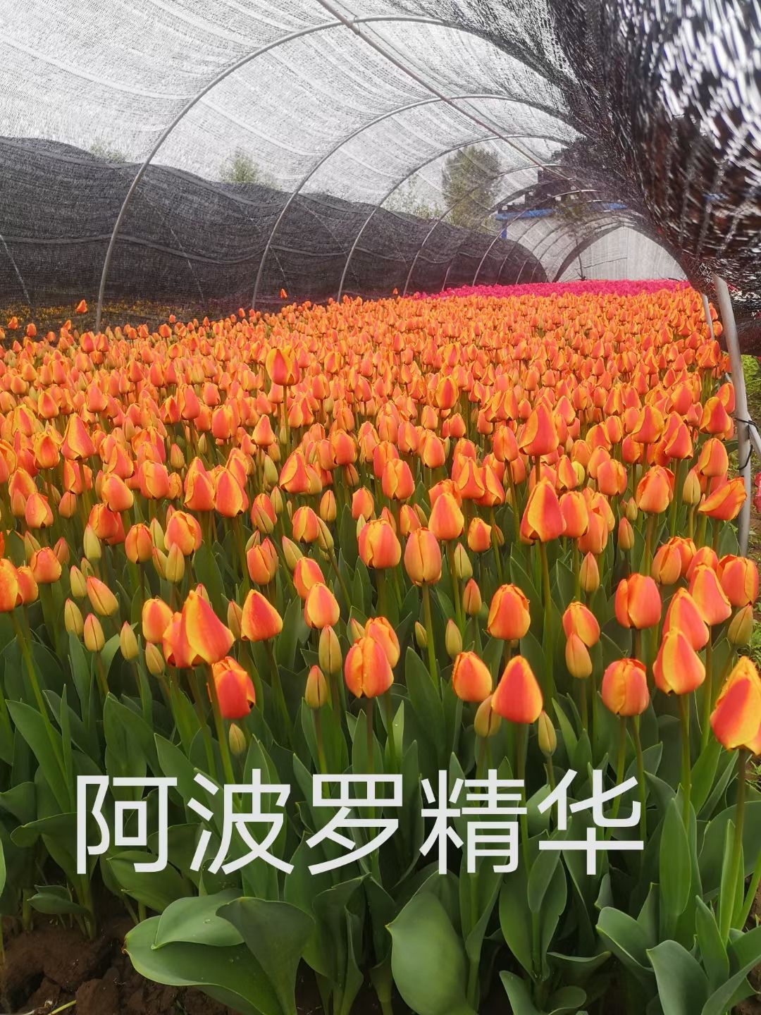 郁金香，郁金香，多色郁金香