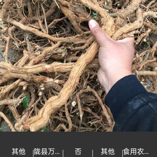 民权县地骨皮