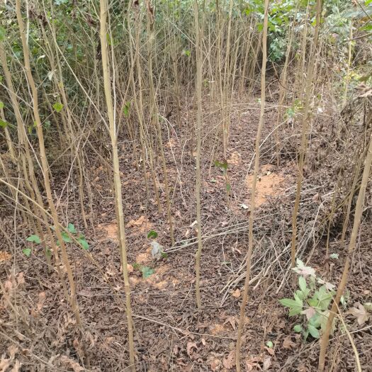 九江枫香，地径2至3公分一手货源，大量供货