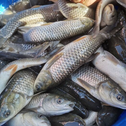 仪陇县大量出售草鱼（2一3）斤，及草鱼苗