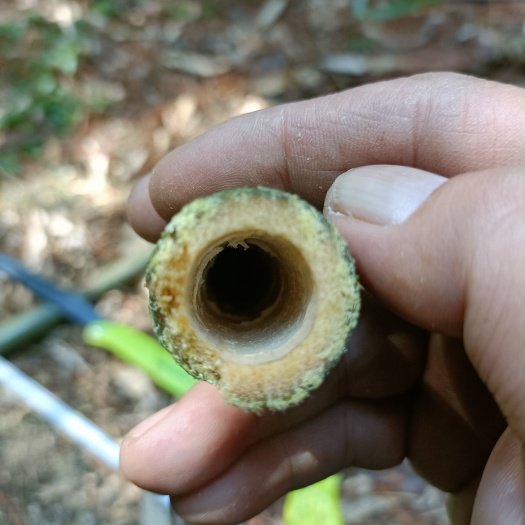 上饶笛竹