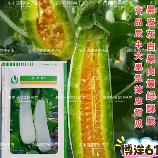 沭阳县甜瓜种子博洋61甜瓜皮色灰白薄皮果肉黄绿色口感脆酥甜瓜种子