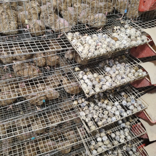 三原县6个月母鹌鹑，4000只2元每只 陕西省内联系