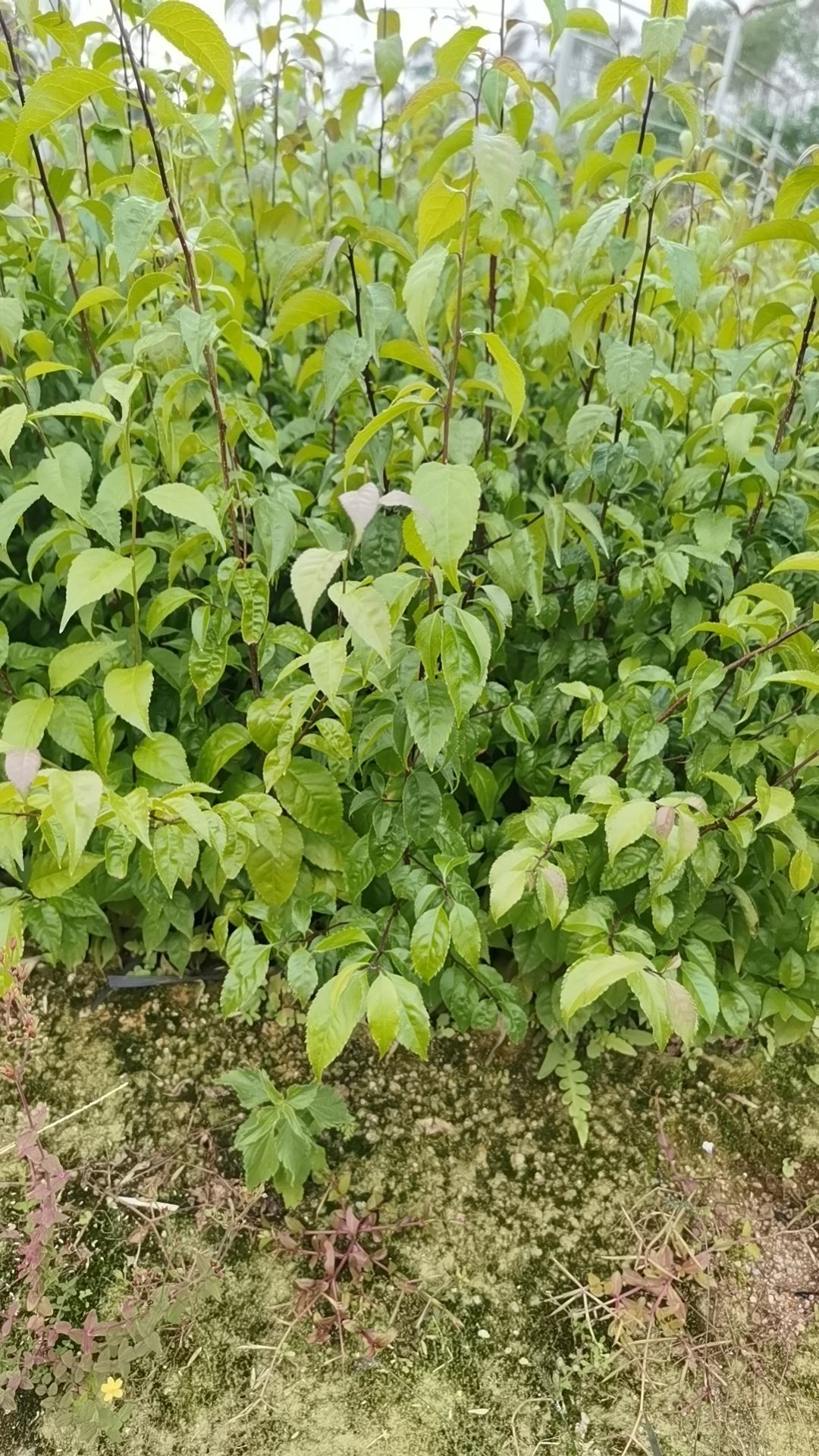 中药材岗梅根苗 钦州发货 新鲜健康 种植无忧 宝马农场推荐