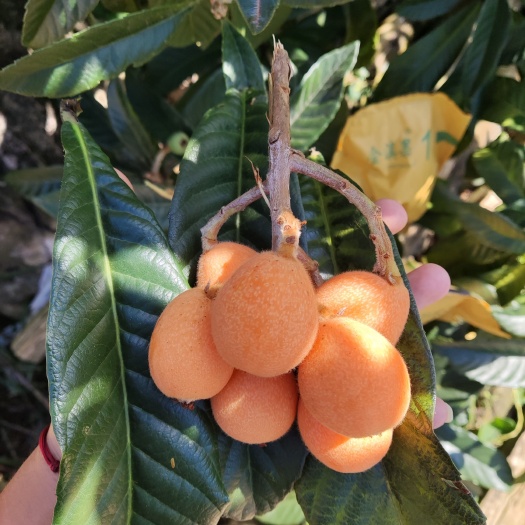 蒙自市云南蒙自枇杷当季应季水果