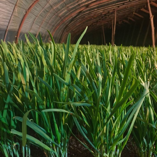 夏邑县丰收优系不休眠韭菜种子，长茎，叶片肥厚深绿，耐热不干尖口感好
